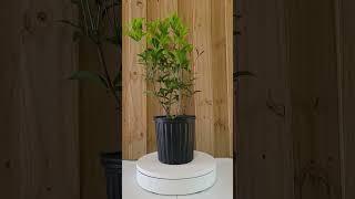 Fragrant Tea Olive Plant | Sweet Olive Plant | Osmanthus fragrans | 1 Gallon Container | Free Shippi