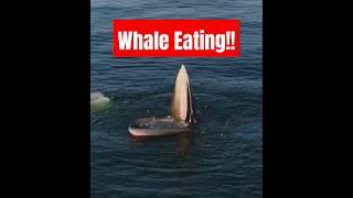 Whale Eating! #worldnewads #whale #fish #feeding