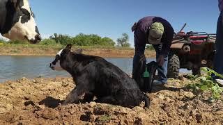 Cow-Calf Corner - Oct. 5, 2024