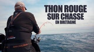 Pêche du thon rouge sur chasse en Bretagne : un superbe poisson au popper !