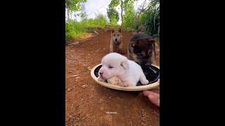 Don't try to steal my meat! Cute puppy Chinese pastoral dog dog eating puppy puppy dog