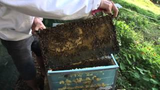 How to keep Bees the basics