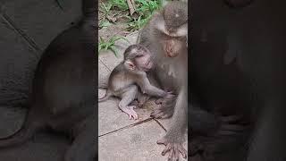all times Kandra to hugs with Ly Ly and they are actives Mom to teaches her baby#shortvideos# felt..