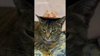 Grandma made Marty a pretty Easter bonnet.