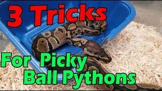 Getting a Picky Ball Python to Eat!