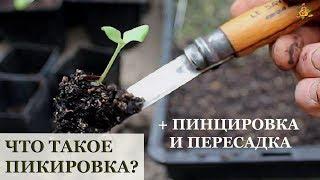 Что такое пикировка, пинцировка и пересадка перевалкой?