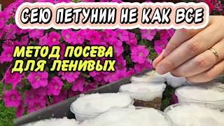 Шикарная рассада петуний из года в год: проверенный способ для ленивых, который экономит время