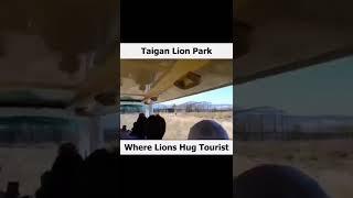 Taigan lion park|Shorts|#trending |Animal lovers zone|best lion Moment