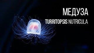 ОНА БЕССМЕРТНА - МЕДУЗА TURRITOPSIS NUTRICULA || ЖИВАЯ ЗЕМЛЯ