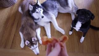 These 3 Dogs Really Love Bacon! - Mishka, Laika, and Moki