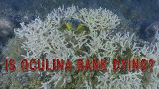 Oculina Bank - is the coral dying?