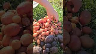 Baby potatoes & onions #garden