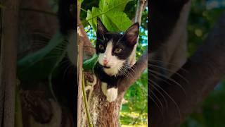 Kitty Oreo #shorts #cat #kitty #catlover #meow #cutecat