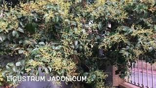 Ligustrum japonicum. Garden Center online Costa Brava - Girona.