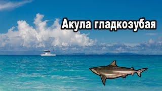 Русская Рыбалка 3. Акула гладкозубая.