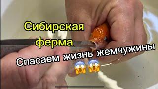 Спасаем жемчужинку от гибели