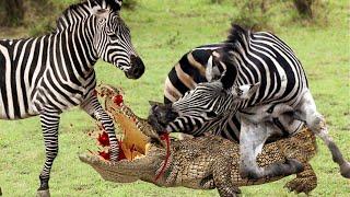 Shocked, The Brave Zebra Bit Crocodile And Miraculously Escaped To The Riverbank