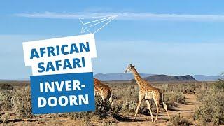 Safari in South Africa | Cape Town | Inverdoorn lodge