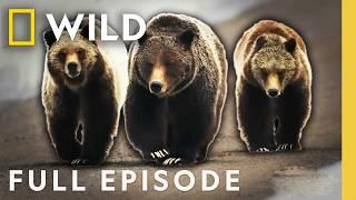 Killer Claws: Clash of the Bears (Full Episode) | When Predators Attack