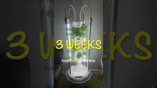 DIY Tower Garden 1 month growth #shorts #tips #fyp