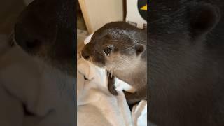 She’s Looking for Her Owner and Crying… #shorts #aty #otter #WaterSausage