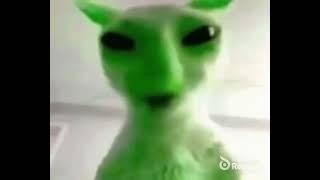 green alien cat says yaer aegh erya