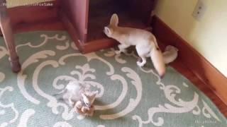 Month Old Fennec Fox Kits are a Handful for Mama Fox