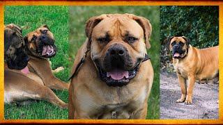 ELITE EXOTIC BOERBOELS JUNE 2021 #eliteboerboels #boerboelpuppies #boerboels