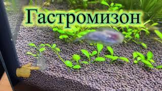 Гастромизон и Китайский Водорослеед в деле. Без лишних слов. Чистят аквариум и растения.