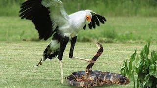 King Cobra Vs Secretary Bird In A Big Fights- Who Will Win ?