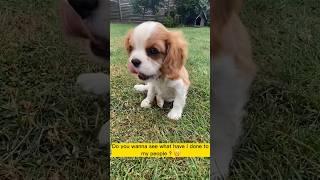 My Puppy’s Amazing Journey: A Year in Review️️️