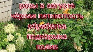 Розы в августе. Черная пятнистость,обработки, подкормка,полив.