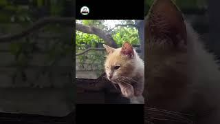 ¡Bienvenidos al canal del Gato de la Azotea!
