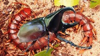 Unbelievable Centipede knock down Beetles | Welcome To Centipede Island