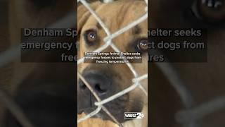 Denham Springs Animal Shelter seeks emergency fosters to protect dogs from freezing temperatures