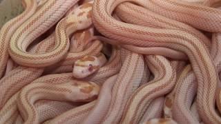 SerpenCo 2008 Corn Snake babies 3 of 3