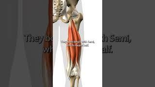 The Hamstring Muscles