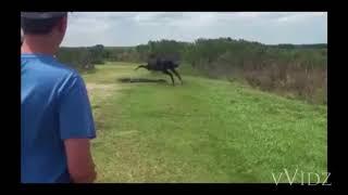 Horses catch a opp lackin (funny)