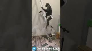 Поймай Если Сможешь! Ловлю Здоровую Обезьяну Шимпанзе