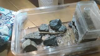 Arthropod Antics nest review!