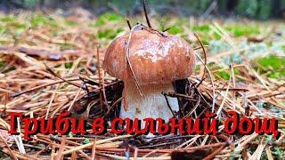 15.09.2024. По гриби в сильний дощ. Boletus mushroom fungi porcini grzyby грибы білий гриб гриби2024