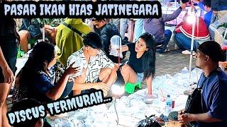 Terbaru Harga Discus paling murah di Pasar Ikan Hias Jatinegara