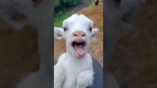 معزة ام لسان طويل | معزة تاكل برتقال | خروف العيد | goat | راعي الاغنام