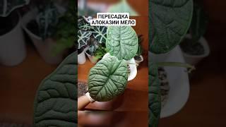 #ПЕРЕСАДКА #АЛОКАЗИЯ #МЕЛО #КЛУБНИ #РАСТЕНИЯ #ЛЕЧУЗА #ФИТИЛЬ