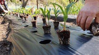 Planting corn in the country yard, making water kimchi and bibimbap A lovely day, Korean countryside