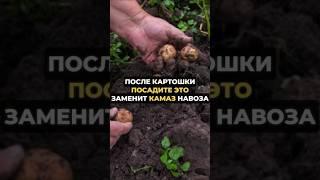 После картошки посадите это #огород #дача #рецепт #сад