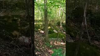 #nature #woods #Forrest #wild #wilderness #peace #relaxing #hiking #chilling #healthy #living #eal