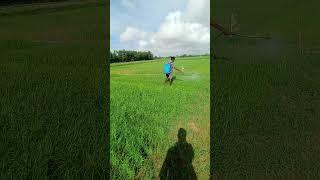 Bispyribac Sodium herbicide spray in rice field #rice #shorts #shortsfeed