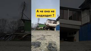 А че она не подходит?#юмор #вопрос #собака #друг #life