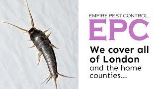 SILVERFISH TREATMENT LONDON UK ~ HOW TO GET RID OF SILVERFISH ~ EMPIRE PEST CONTROL LONDON